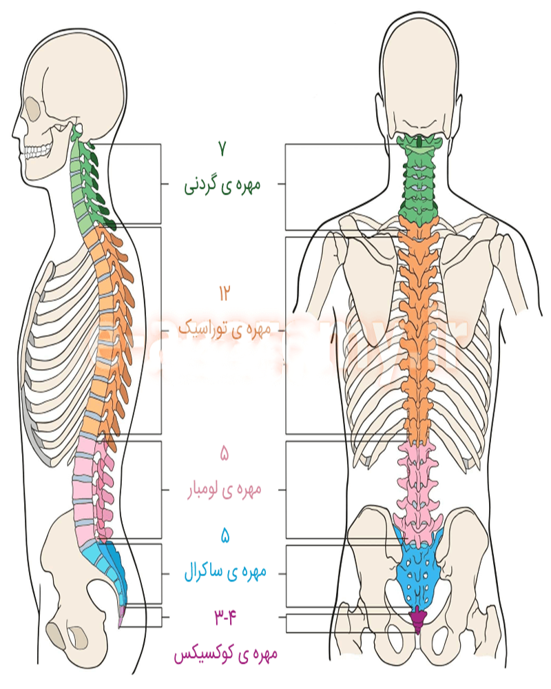 آناتومی ستون فقرات